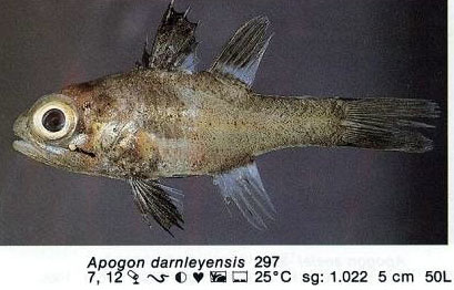Apogon darnleyensis